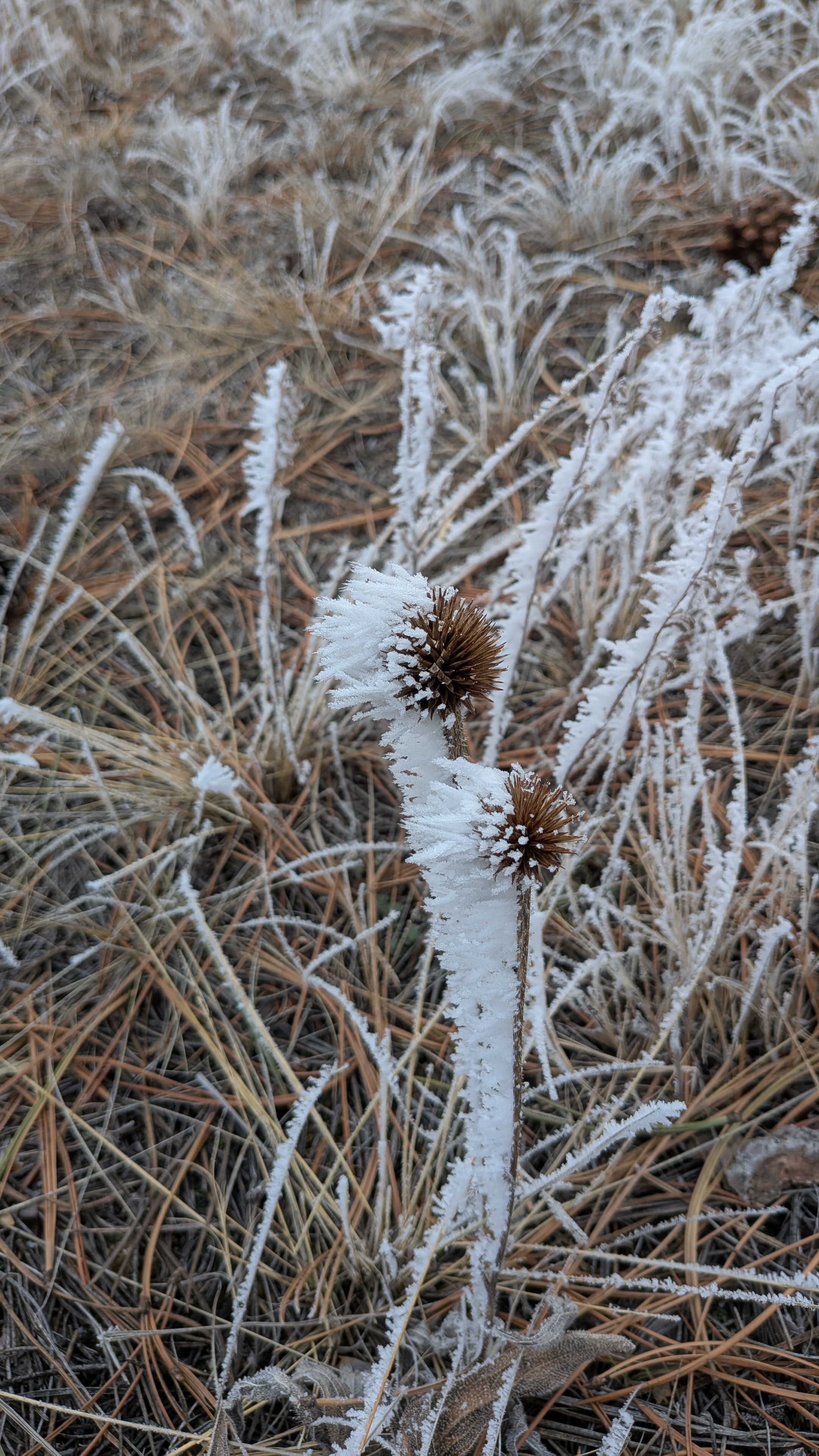 Frost on coneflower