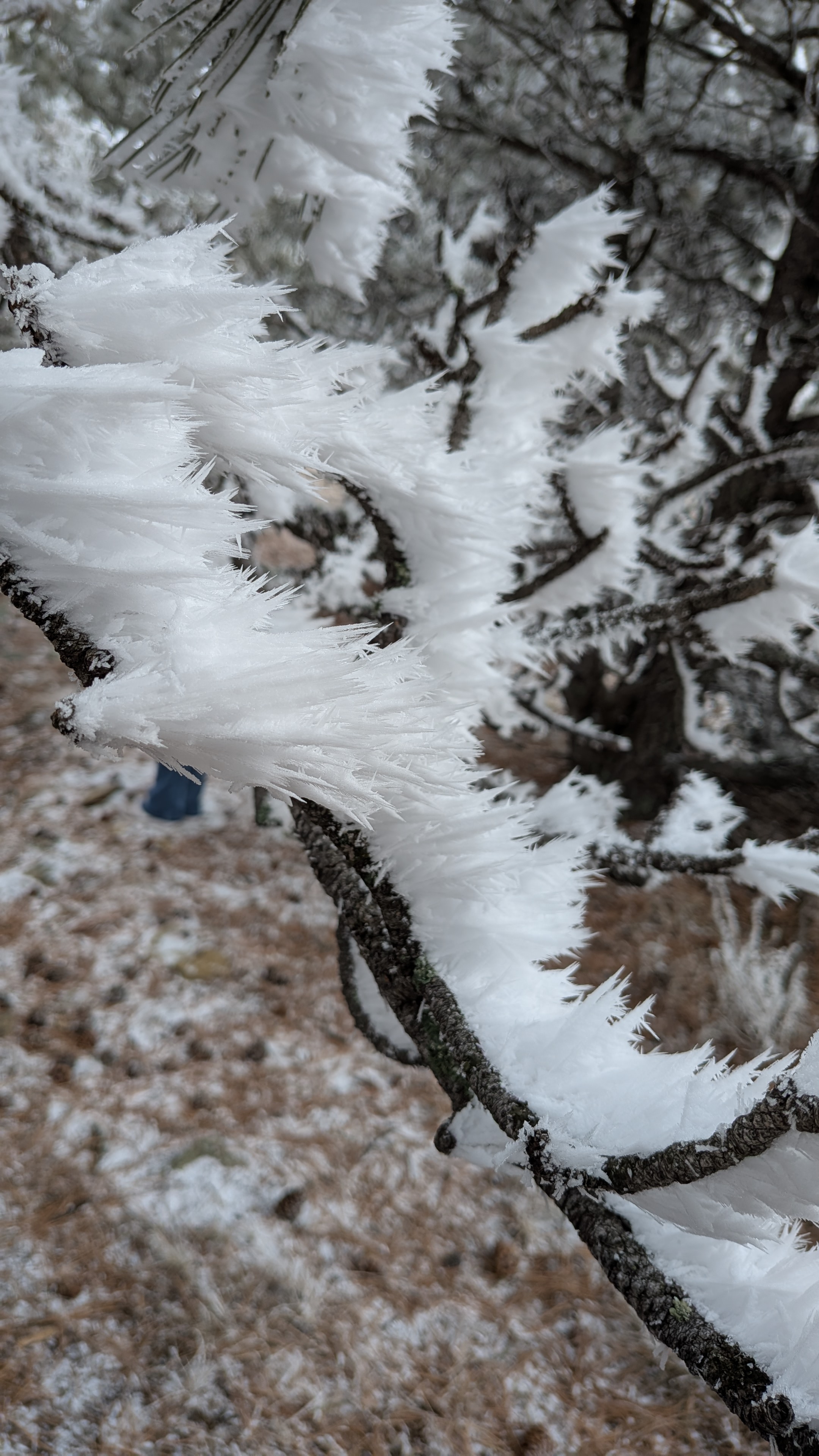 hoarfrost