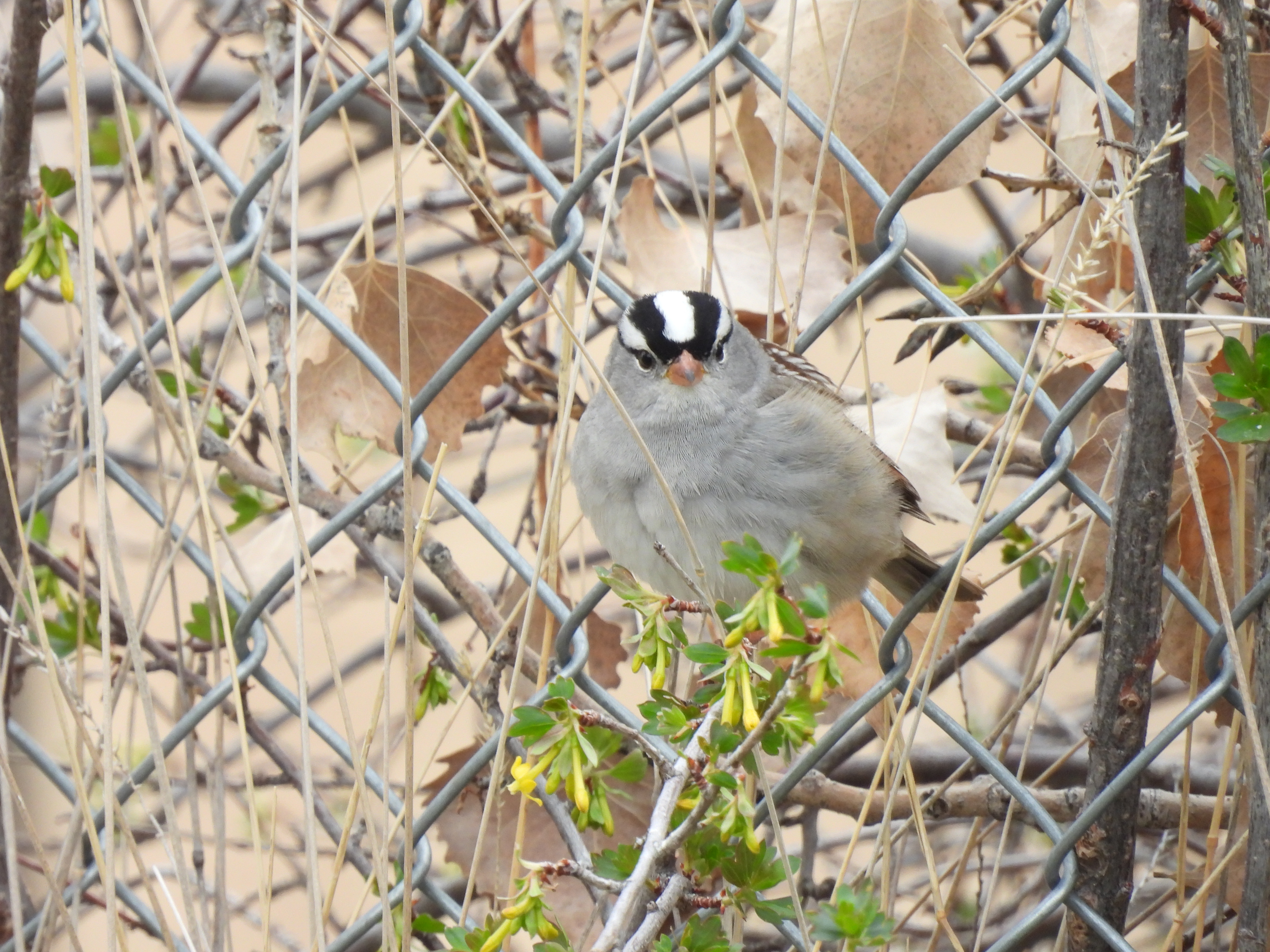 White Crowned Sparrow Glare