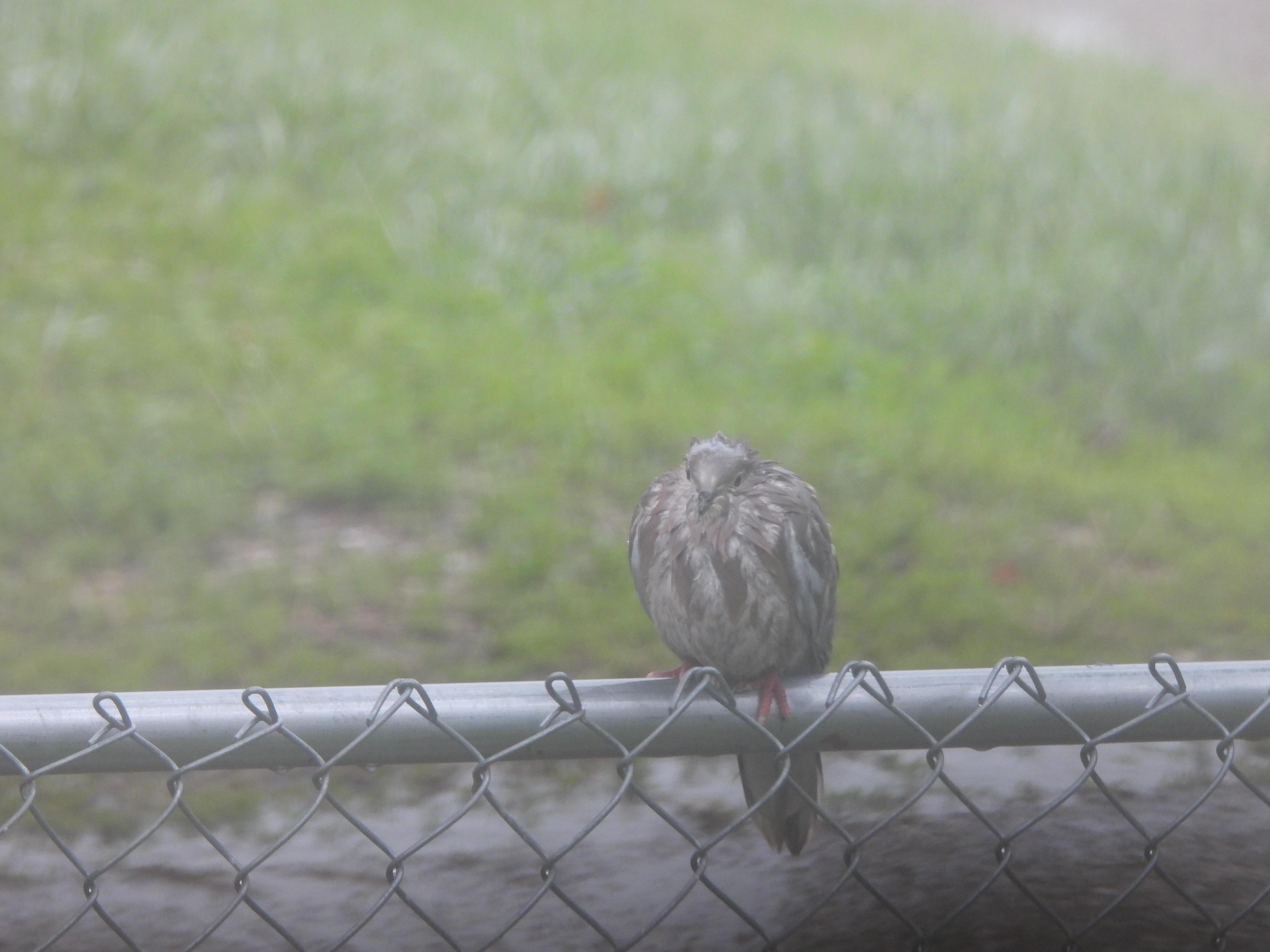 A really wet dove